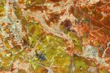 Brilliantly Colored, Polished Petrified Wood Slab - Arizona #104932-1